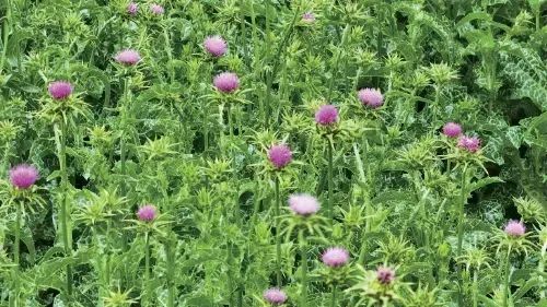 ΢ÐÅͼƬ_20250609161945 ΢ÐÅͼƬ_20250609161945.jpg