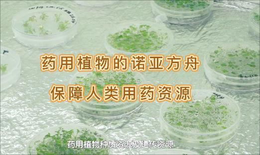 ҩֲŵǷȻ١˻Ҳæҩû